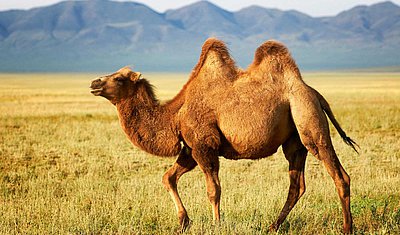 Kamel läuft im Gras Kamel läuft im Gras